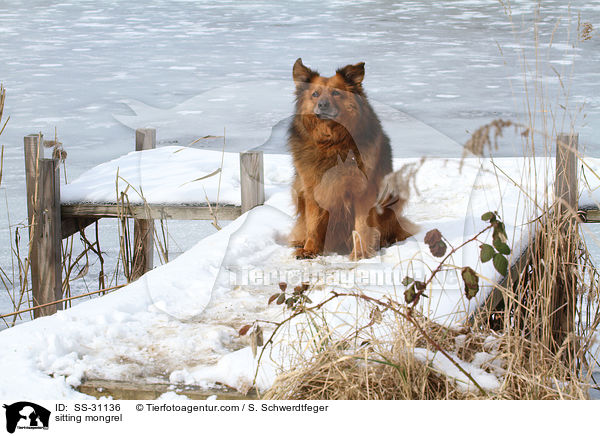 sitzender Spitz-Mix / sitting mongrel / SS-31136