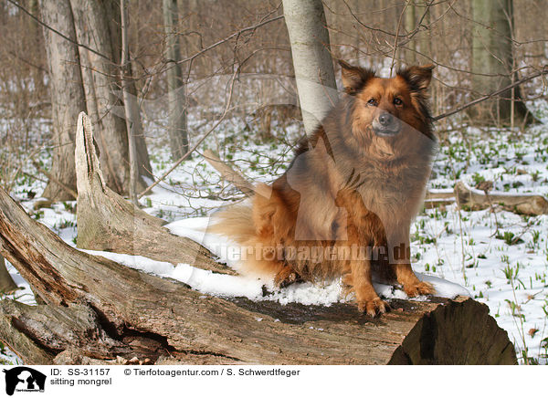 sitzender Spitz-Mix / sitting mongrel / SS-31157