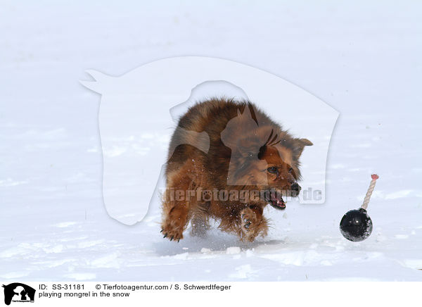 spielender Spitz-Mix im Schnee / playing mongrel in the snow / SS-31181