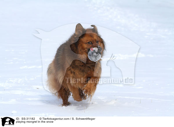 spielender Spitz-Mix im Schnee / playing mongrel in the snow / SS-31182