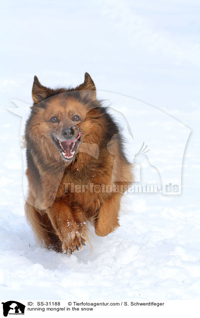 running mongrel in the snow / SS-31188