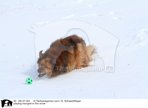 spielender Spitz-Mix im Schnee / playing mongrel in the snow / SS-31193