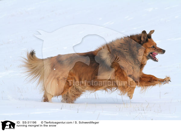 running mongrel in the snow / SS-31196