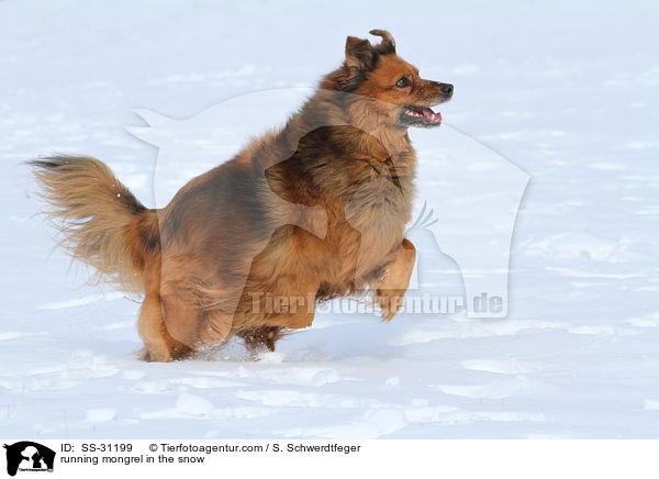 rennender Spitz-Mix im Schnee / running mongrel in the snow / SS-31199
