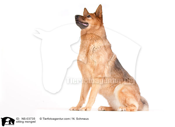 sitzender Schferhund-Husky-Mix / sitting mongrel / NS-03735