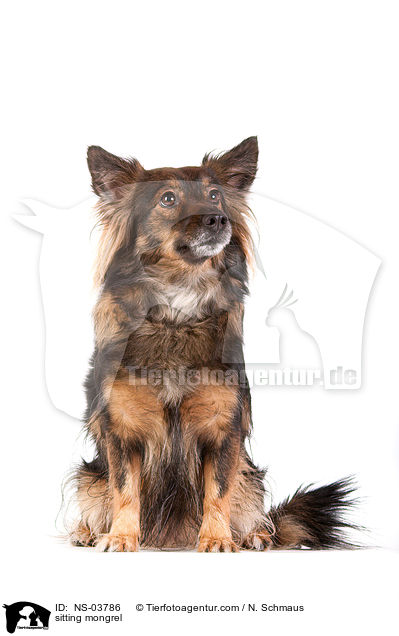 sitzender Terrier-Mix / sitting mongrel / NS-03786