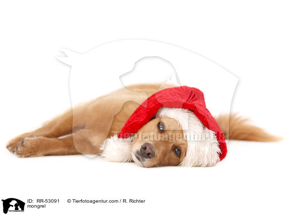 Mischling / mongrel / RR-53091
