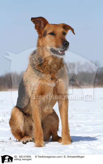 sitzender Airedale-Schferhund-Mix / sitting mongrel / SS-31655