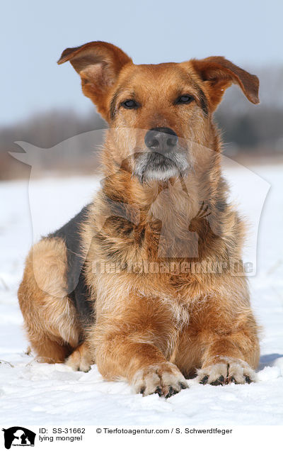 liegender Airedale-Schferhund-Mix / lying mongrel / SS-31662
