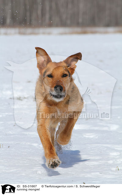 rennender Airedale-Schferhund-Mix / running mongrel / SS-31667