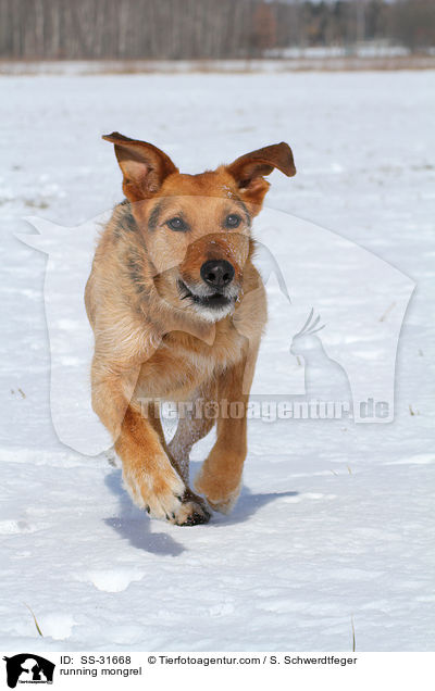 rennender Airedale-Schferhund-Mix / running mongrel / SS-31668