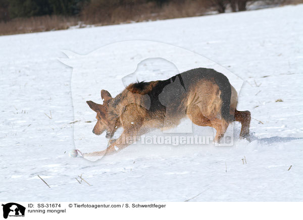 rennender Airedale-Schferhund-Mix / running mongrel / SS-31674