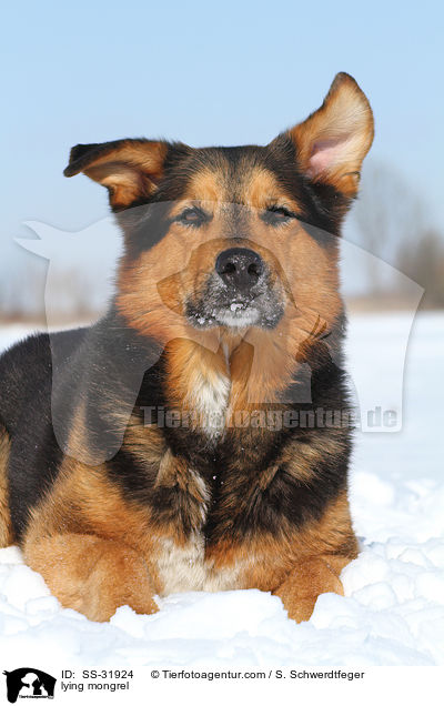 liegender Berner-Sennen-Mix / lying mongrel / SS-31924