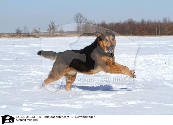rennender Berner-Sennen-Mix / running mongrel / SS-31933