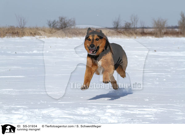 rennender Berner-Sennen-Mix / running mongrel / SS-31934