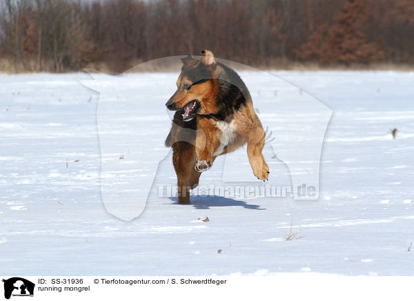 rennender Berner-Sennen-Mix / running mongrel / SS-31936