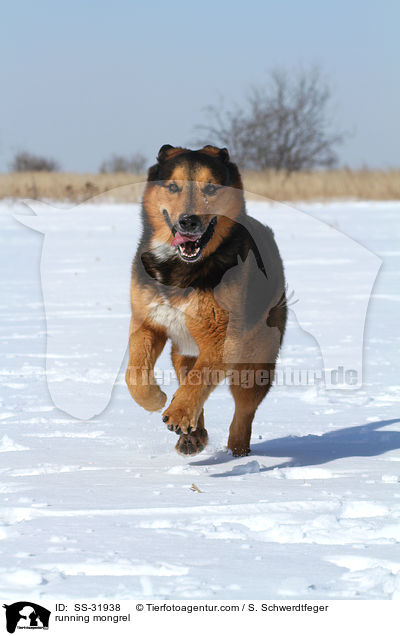 rennender Berner-Sennen-Mix / running mongrel / SS-31938