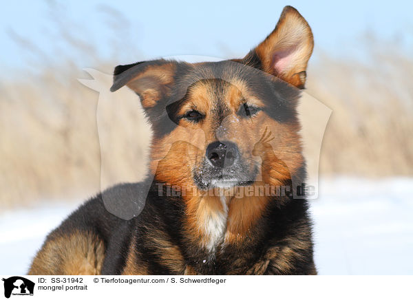 Berner-Sennen-Mix Portrait / mongrel portrait / SS-31942