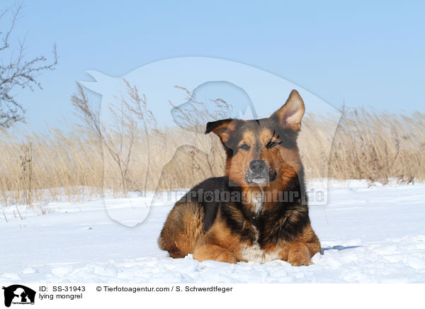 liegender Berner-Sennen-Mix / lying mongrel / SS-31943