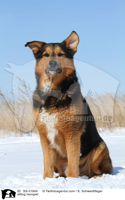 sitzender Berner-Sennen-Mix / sitting mongrel / SS-31944