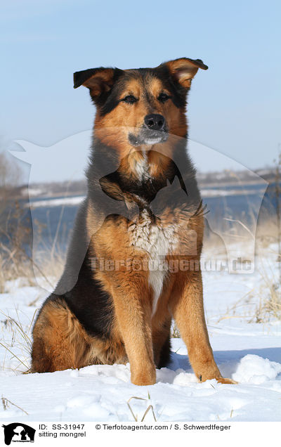 sitzender Berner-Sennen-Mix / sitting mongrel / SS-31947