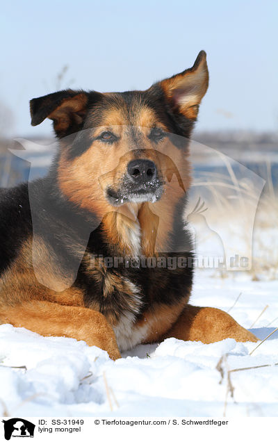 liegender Berner-Sennen-Mix / lying mongrel / SS-31949