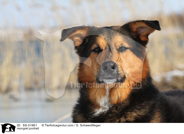 Berner-Sennen-Mix Portrait / mongrel portrait / SS-31961