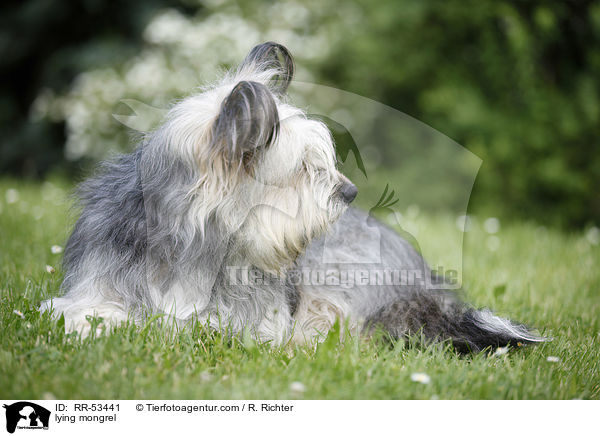 liegender Mischling / lying mongrel / RR-53441