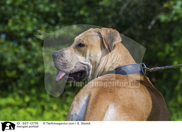 Deutsche-Dogge-American-Staffordshire-Terrier-Mix Portrait / mongrel portrait / SST-12755