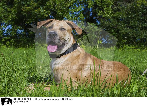 liegender Deutsche-Dogge-American-Staffordshire-Terrier-Mix / lying mongrel / SST-12761