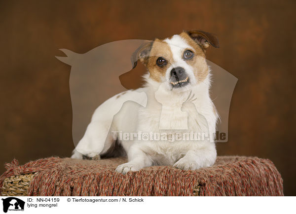 liegender Jack-Russell-Mix / lying mongrel / NN-04159