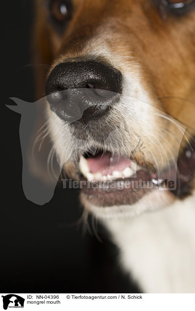 Beagle-Mix Maul / mongrel mouth / NN-04396