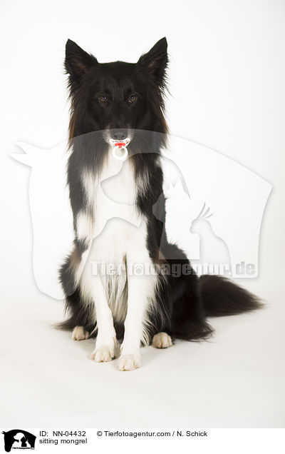 sitzender Border-Collie-Mix / sitting mongrel / NN-04432