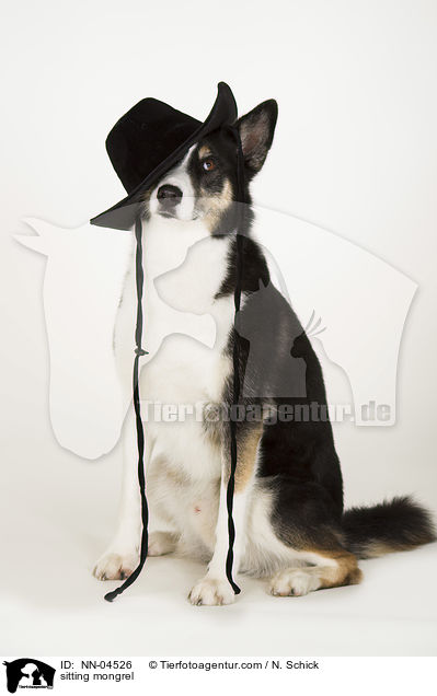 sitzender Husky-Mix / sitting mongrel / NN-04526