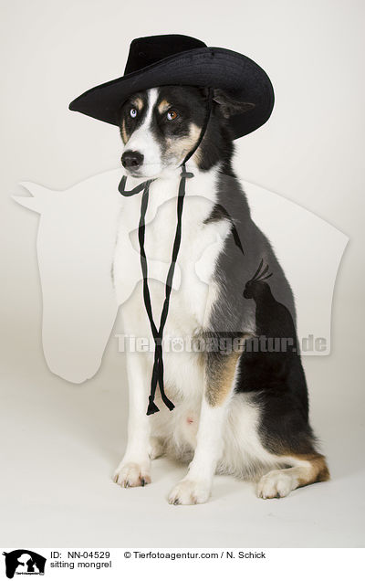 sitzender Husky-Mix / sitting mongrel / NN-04529