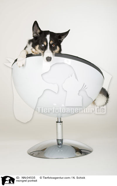 Husky-Mix Portrait / mongrel portrait / NN-04535