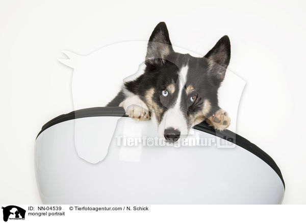 Husky-Mix Portrait / mongrel portrait / NN-04539