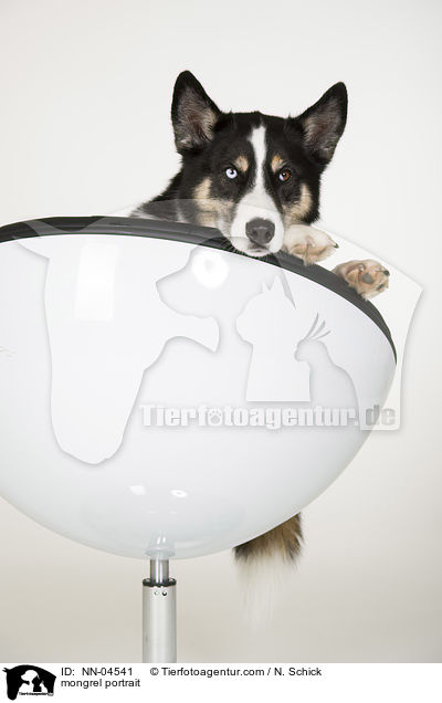 Husky-Mix Portrait / mongrel portrait / NN-04541