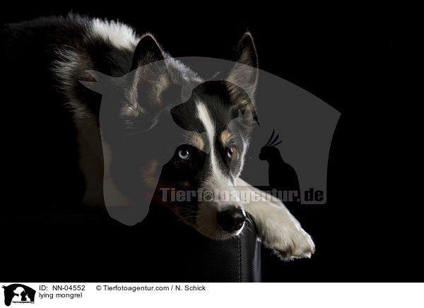 liegender Husky-Mix / lying mongrel / NN-04552