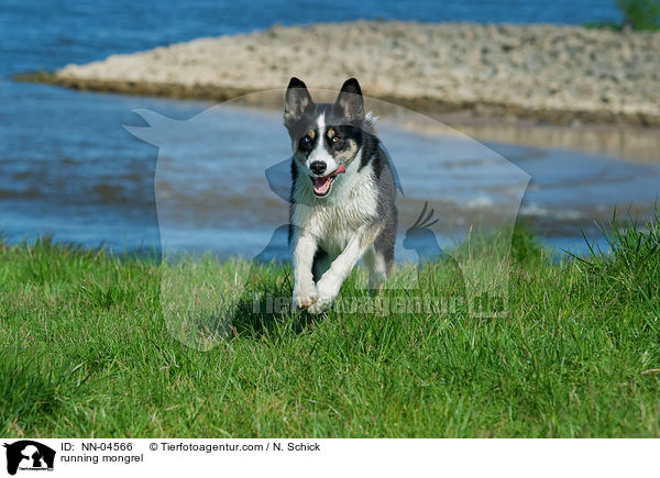 rennender Husky-Mix / running mongrel / NN-04566