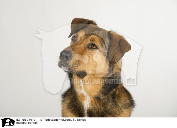 Malinois-Rottweiler-Mix Portrait / mongrel portrait / NN-04613
