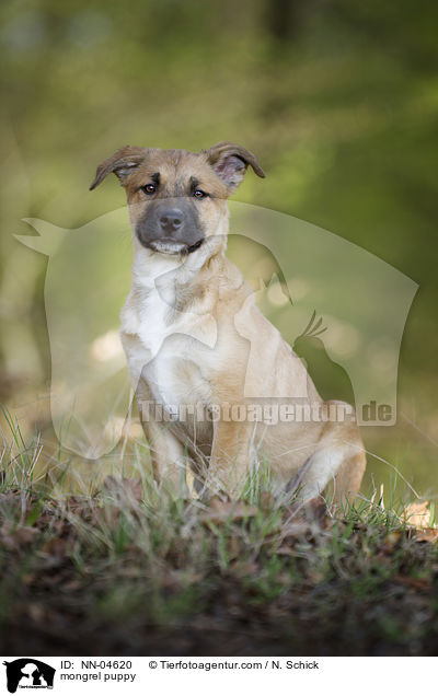 mongrel puppy / NN-04620