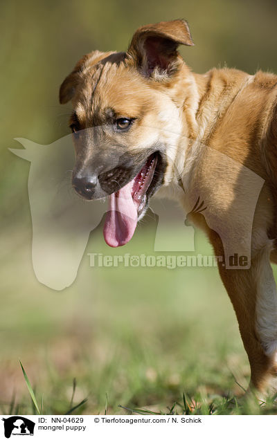 Malinois-Schferhund-Mix Welpe / mongrel puppy / NN-04629