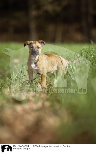 Malinois-Schferhund-Mix Welpe / mongrel puppy / NN-04631