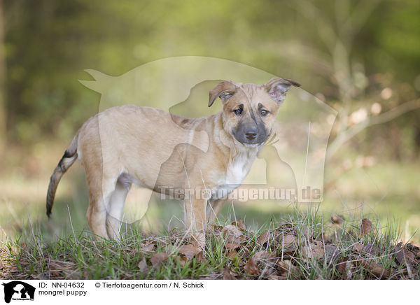 Malinois-Schferhund-Mix Welpe / mongrel puppy / NN-04632