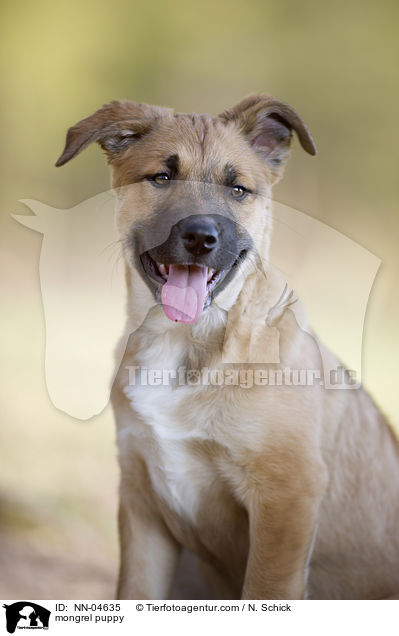 mongrel puppy / NN-04635