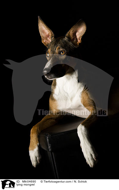 liegender Mischling / lying mongrel / NN-04690