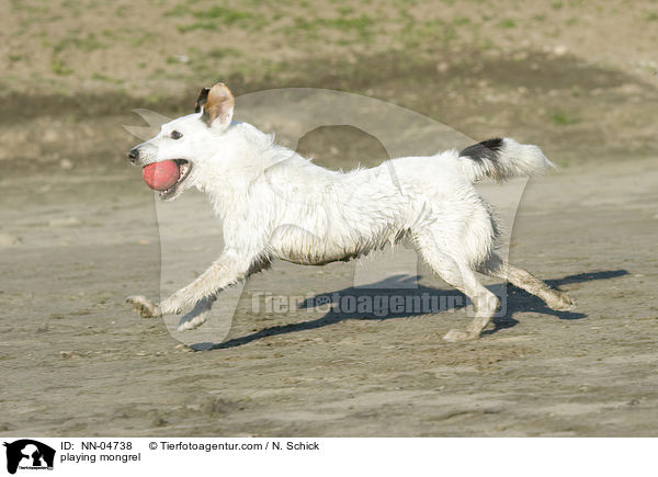 spielender Mischling / playing mongrel / NN-04738