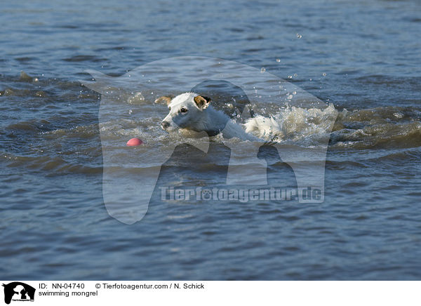 schwimmender Mischling / swimming mongrel / NN-04740