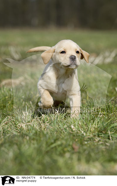 mongrel puppy / NN-04774